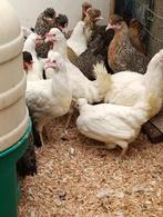 dernier poussins avant l'éclosion : 31 mars 0499/082381, Femelle, Poule ou poulet