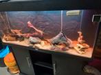 Aquarium juwel rio 240 met ledverlichting, Dieren en Toebehoren, Vissen | Aquaria en Toebehoren, Ophalen, Zo goed als nieuw