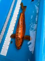 60 cm koi, Dieren en Toebehoren, Vissen | Vijvervissen, Karper of Koi