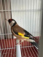 Distelvink parva man te koop, Dieren en Toebehoren, Vogels | Overige Vogels, Geringd