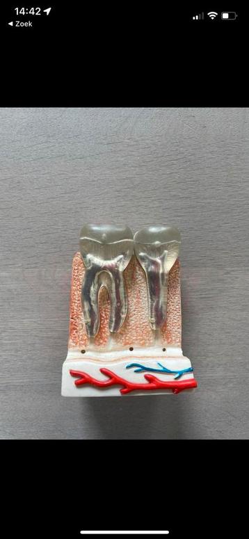 model tanden