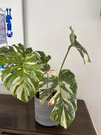 Thai constellation monstera, Huis en Inrichting, Ophalen