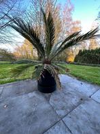 palmier de la paix - Cycas revoluta, Jardin & Terrasse, Plein soleil, Enlèvement, Autres espèces, Été