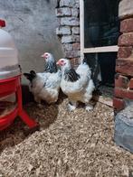 Brahma wit zwart columbia kuikens (hennen), Dieren en Toebehoren, Pluimvee