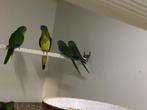 Turquoisines en bourkes 025, Dieren en Toebehoren, Geringd