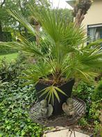 Grote palm, Tuin en Terras, Ophalen of Verzenden