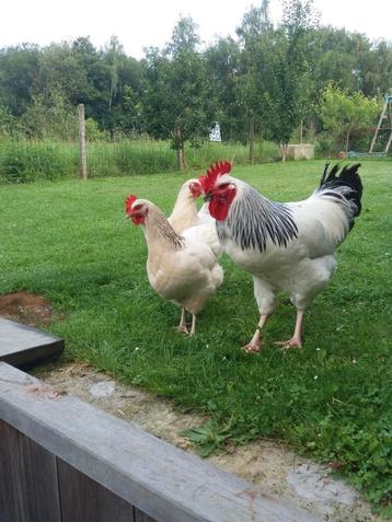 Oeufs fécondés/ poussins / coqs Sussex White poules