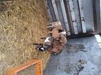 Dwerggeitbokjes te koop, Dieren en Toebehoren, Mannelijk, Geit, 0 tot 2 jaar