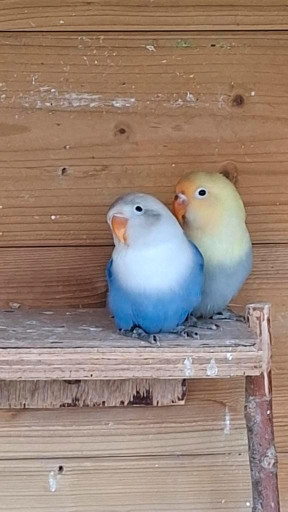 Jonge agapornis fisherie, Animaux & Accessoires, Oiseaux | Perruches & Perroquets, Perroquet nain ou Inséparable, Plusieurs animaux