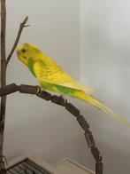 Grasparkiet, Dieren en Toebehoren, Vogels | Parkieten en Papegaaien, Mannelijk, Parkiet