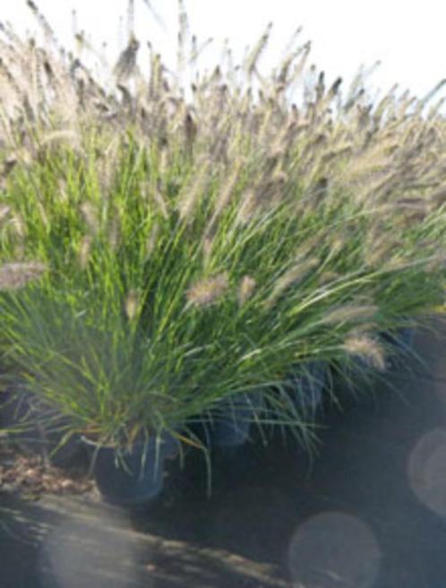 Graminée Pennisetum, Jardin & Terrasse, Plantes | Jardin, Enlèvement