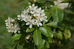 Choisya, Tuin en Terras, Planten | Struiken en Hagen, Ophalen