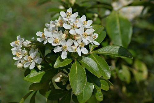 Choisya, Tuin en Terras, Planten | Struiken en Hagen, Ophalen