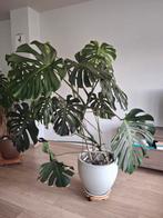 Grote monstera met pot, Maison & Meubles, Plantes d'intérieur, Enlèvement