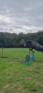 merrie, Dieren en Toebehoren, Merrie