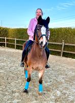 Allertofste pony ️, Dieren en Toebehoren, Merrie