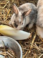 Konijntjes te koop, Dieren en Toebehoren, Konijnen