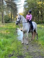 Lieve , veelzijdige recreatie pony, Dieren en Toebehoren, Pony's, B, 11 jaar of ouder, E pony (1.48m - 1.57m), Merrie