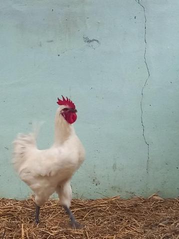 Haan poulle de bresse beschikbaar voor biedingen