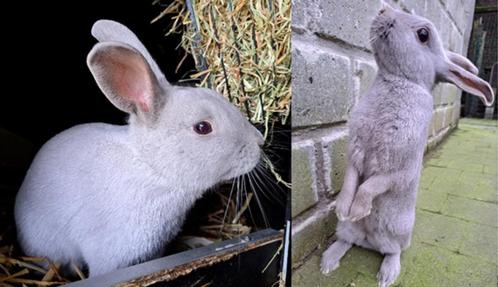 Fokkoppel - Parelgrijs Van Halle, Dieren en Toebehoren, Konijnen, Klein, Meerdere dieren, 0 tot 2 jaar