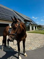 Prachtige allrounder merrie 9j, Merrie, Gechipt, Niet van toepassing, 7 tot 10 jaar