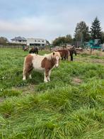 Shetlander hengst veulens, Animaux & Accessoires, Chevaux, Étalon