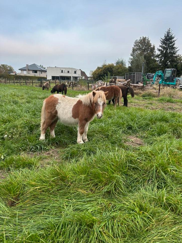 Shetlander hengst veulens, Animaux & Accessoires, Chevaux, Étalon