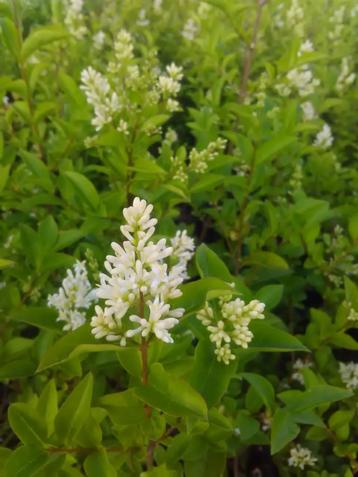 Ligustrum atrovirens ou troène de haie, Enlèvement, Troène, Haie, 100 à 250 cm