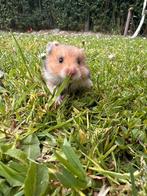 Goudhamster, Hamster