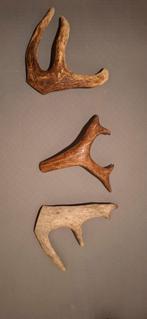 Echte rendier/eland hoorns, Ophalen of Verzenden