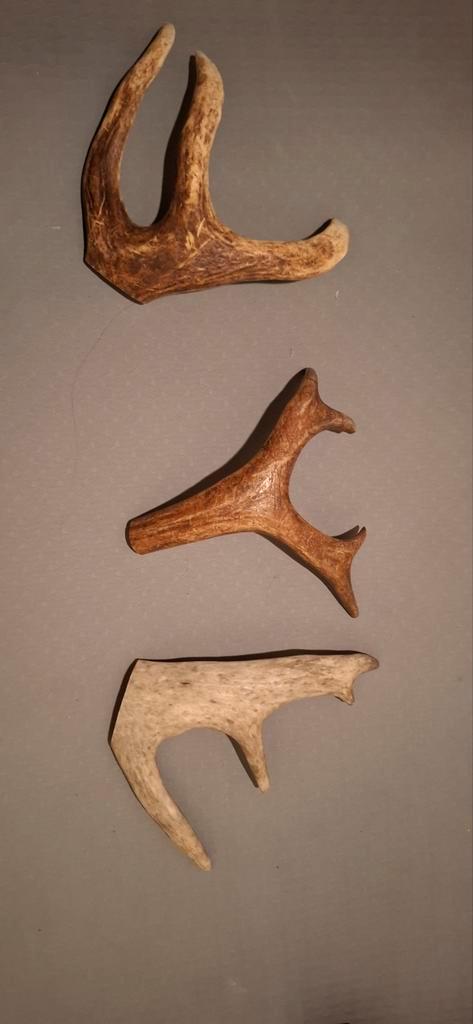 Echte rendier/eland hoorns, Collections, Collections Animaux, Enlèvement ou Envoi