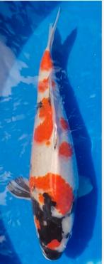 Koï japonaise showa, Dieren en Toebehoren, Vissen | Vijvervissen, Karper of Koi