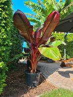 Rode bananenplanten, Tuin en Terras, Ophalen