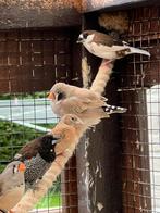 Zebravink zwartwang., Dieren en Toebehoren