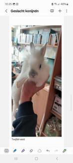 Konijntjes te koop., November