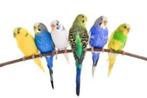 S.O.S. Birds, Dieren en Toebehoren, Meerdere dieren