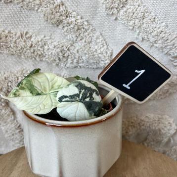 Alocasia melo variegata  beschikbaar voor biedingen
