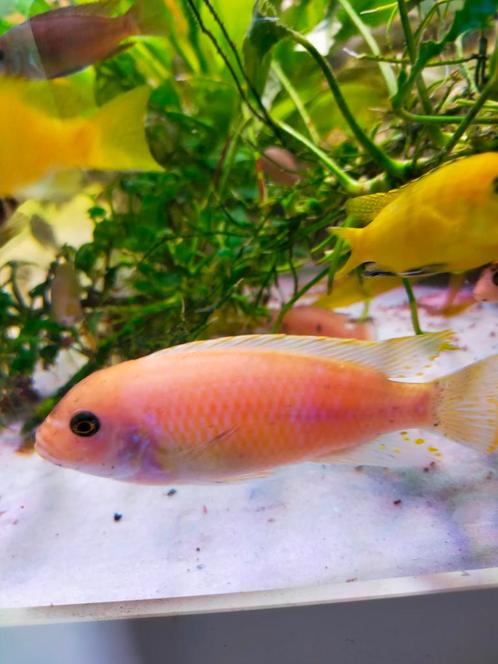 Groepjes metriaclima estherae, Animaux & Accessoires, Poissons | Poissons d'aquarium