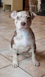 American Bully pups Top bloedlijnen Abkc, Parvo, België, Overige rassen, 8 tot 15 weken
