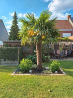 Palm stekjes, grote boom niet te koop, Ophalen