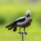 Beaux oiseaux - images d'animaux, Autres types, Enlèvement ou Envoi, Neuf