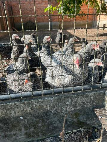 Mechelse koekoek beschikbaar voor biedingen