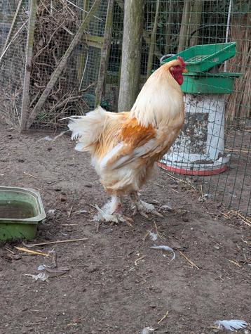 Brahma lemon haan  beschikbaar voor biedingen