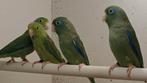 Oogring- en groenstuitdwergpapegaaien