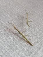 Phasmes Bâton, Animaux & Accessoires, Phasme