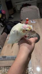 Tamme valkparkieten net geboren, Dieren en Toebehoren