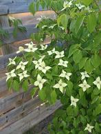 Cornus Kouza Milky Way, Ophalen
