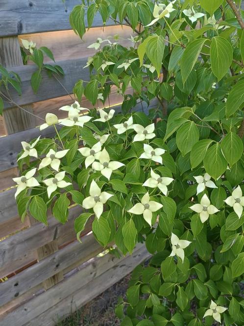 Cornus Kouza Milky Way, Tuin en Terras, Planten | Tuinplanten, Ophalen