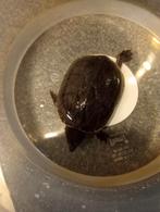 Waterschildpad schildpad+aquarium steentjes, Dieren en Toebehoren