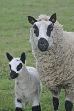 Kerry Hill, Mouton, Femelle